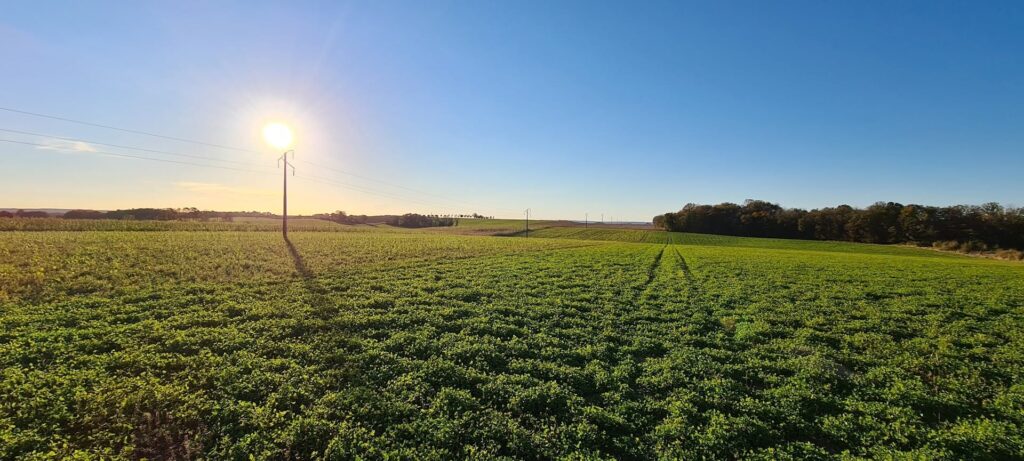 Liens entre appétissants pâturages pour les futures brebis, soleil et production d'électricité sur les sols superficiels