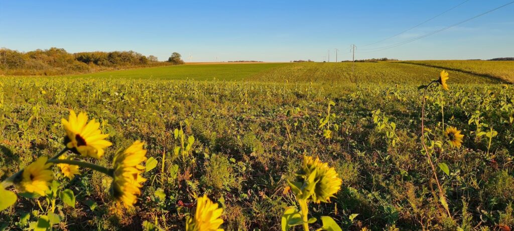 Le soleil s'illustre aussi à travers les tournesols