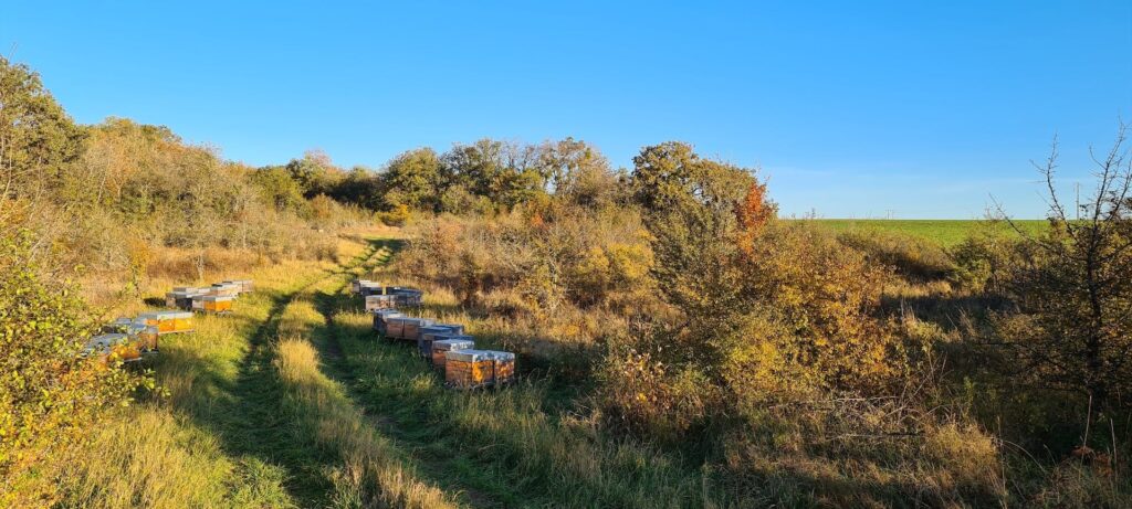 Une diversification apicole déjà en place en bordure des parcelles agricoles